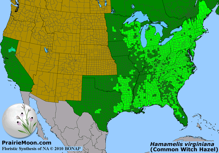 prairie-moon-nursery-plants-bare-root-plants-hamamelis