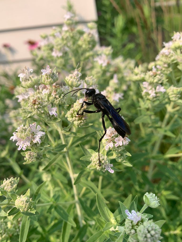 Pycnanthemum Verticillatum Var Pilosum Hairy Mountain Mint Prairie