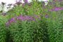 Vernonia Gigantea Tall Ironweed Prairie Moon Nursery