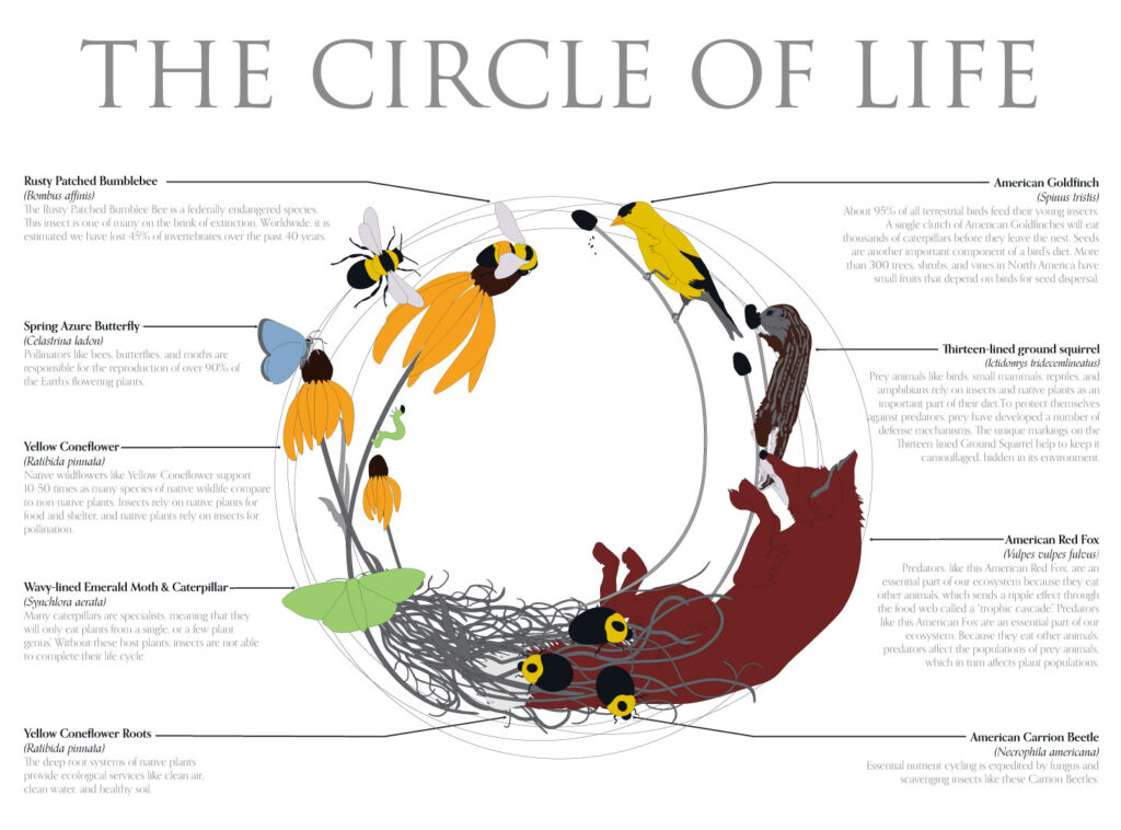 circle of life with words