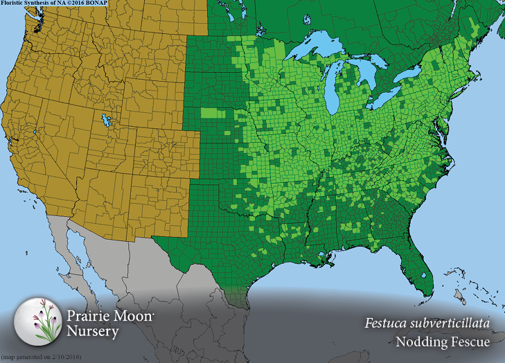 Prairie Moon Nursery :: Seeds :: Festuca subverticillata (Nodding Fescue)
