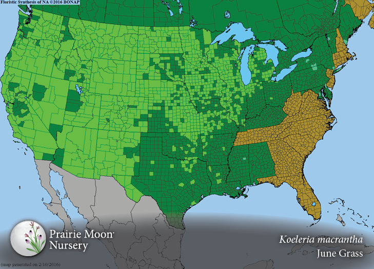 Prairie Moon Nursery Seeds Koeleria macrantha (June Grass)