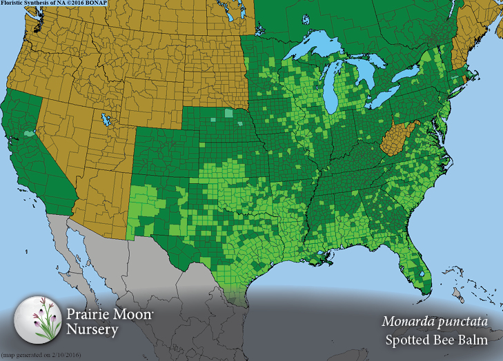 Prairie Moon Nursery :: Seeds :: Monarda punctata (Spotted Bee Balm)