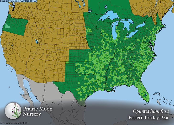 Prairie Moon Nursery :: Seeds :: Opuntia humifusa (Eastern Prickly Pear ...