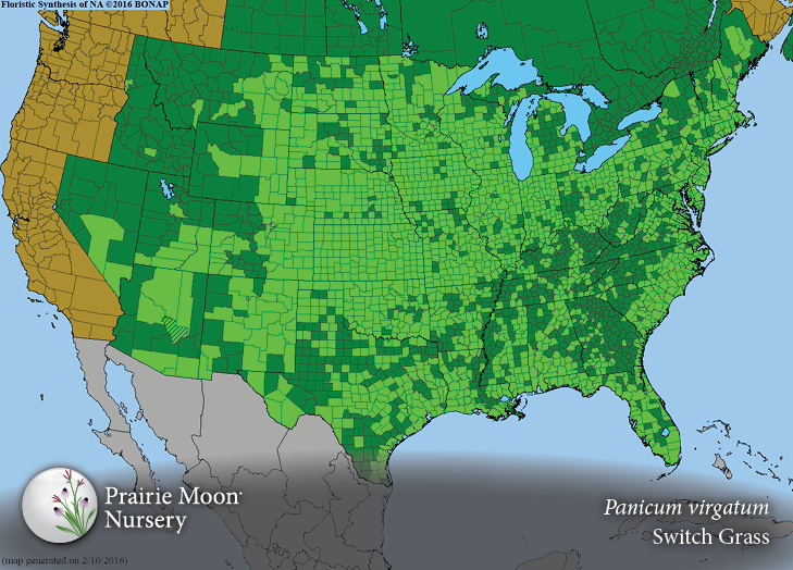 Prairie Moon Nursery :: Seeds :: Panicum virgatum (Switch Grass)