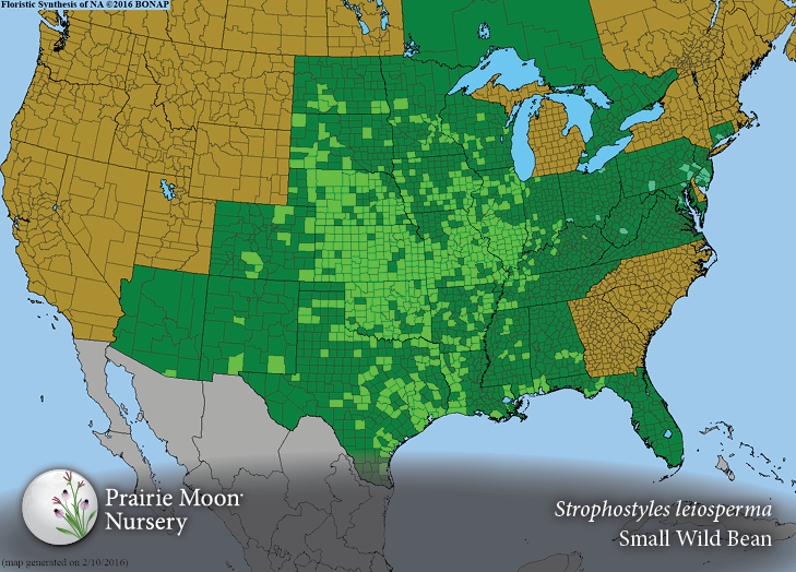 Prairie Moon Nursery :: Seeds :: Strophostyles leiosperma (Small Wild Bean)