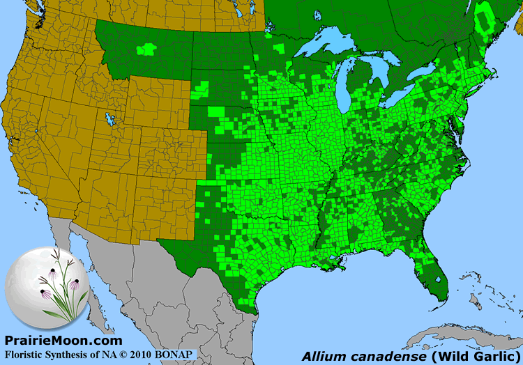Prairie Moon Nursery :: Seeds :: Allium canadense (Wild Garlic)