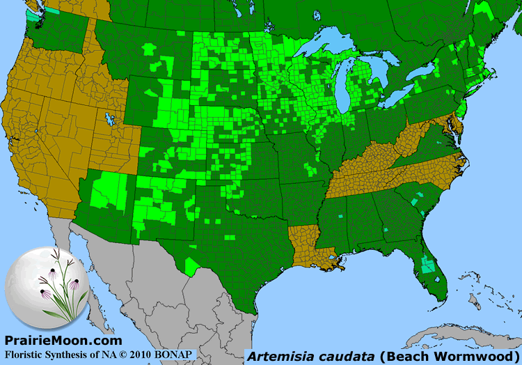 Prairie Moon Nursery :: Seeds :: Artemisia campestris subsp. caudata ...
