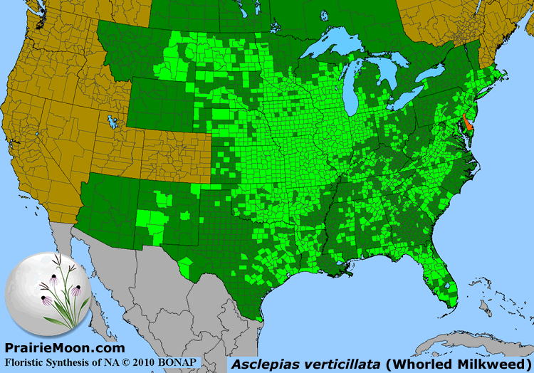 Prairie Moon Nursery :: Seeds :: Asclepias verticillata (Whorled Milkweed)