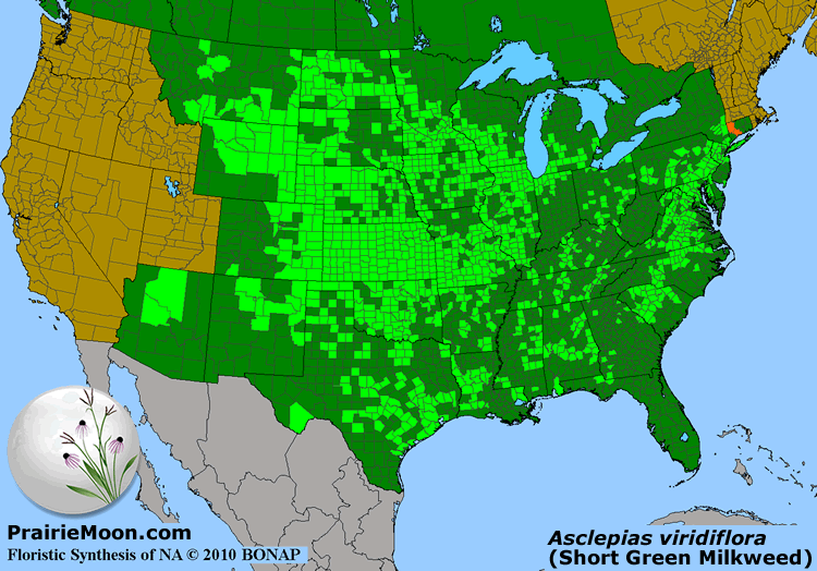 Prairie Moon Nursery :: Seeds :: Asclepias viridiflora (Short Green ...