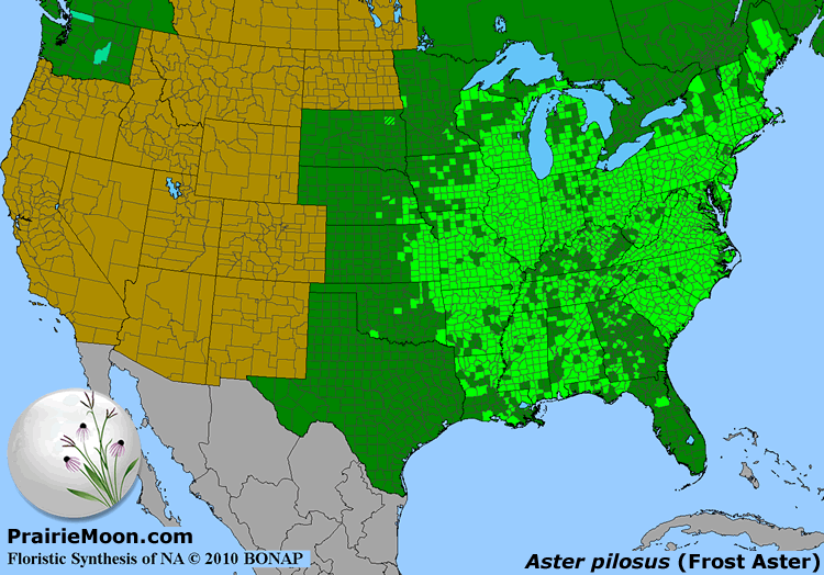 Prairie Moon Nursery :: Seeds :: Aster pilosus (Frost Aster)