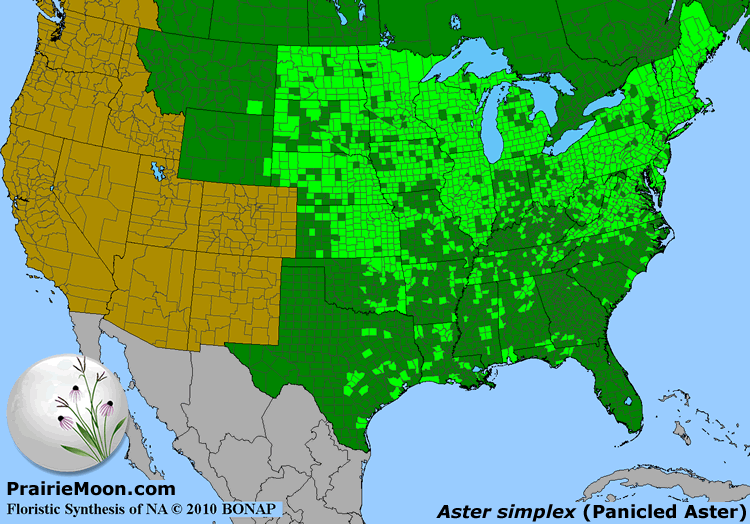 Prairie Moon Nursery :: Seeds :: Aster lanceolatus (Panicled Aster)