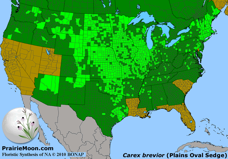 Prairie Moon Nursery :: Seeds :: Carex brevior (Plains Oval Sedge)