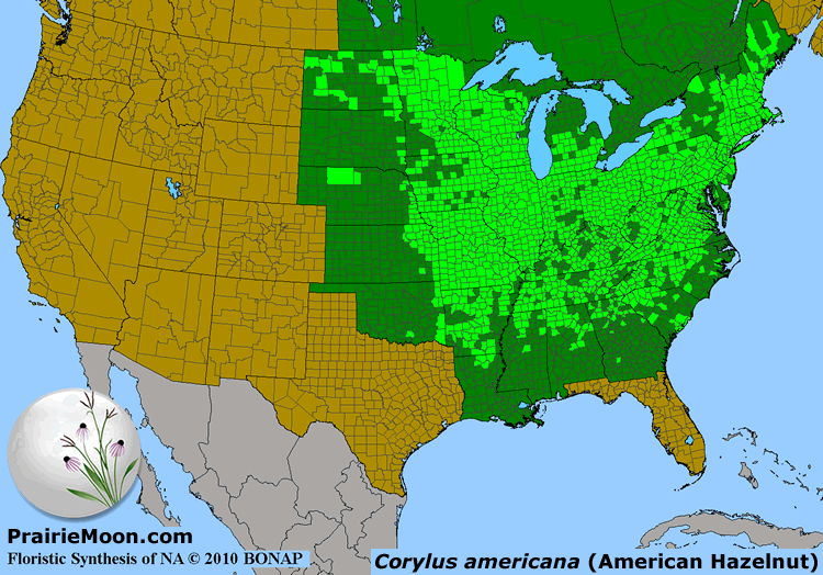 Prairie Moon Nursery :: Plants :: Bare Root Plants :: Corylus americana ...