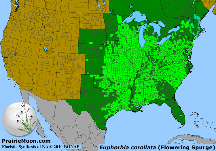 Prairie Moon Nursery :: Seeds :: Euphorbia corollata (Flowering Spurge)