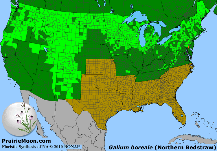 Prairie Moon Nursery :: Seeds :: Galium boreale (Northern Bedstraw)