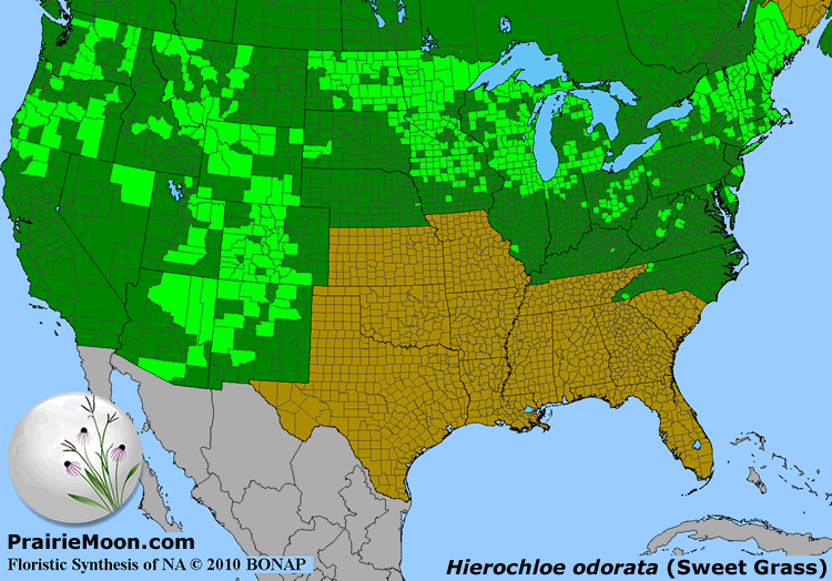 Prairie Moon Nursery :: Seeds :: Hierochloe odorata (Sweet Grass)