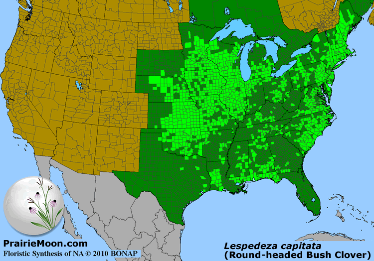 Prairie Moon Nursery :: Seeds :: Lespedeza capitata (Round-headed Bush ...