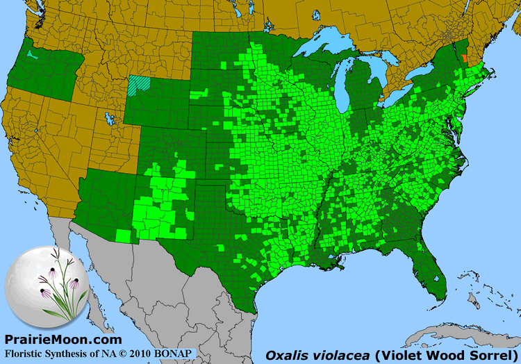 Prairie Moon Nursery :: Seeds :: Oxalis violacea (Violet Wood Sorrel)