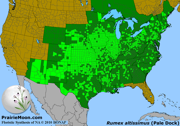 Prairie Moon Nursery :: Seeds :: Rumex Altissimus (pale Dock)