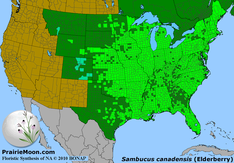 Prairie Moon Nursery :: Plants :: Bare Root Plants :: Sambucus ...