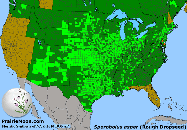 Prairie Moon Nursery :: Seeds :: Sporobolus asper (Rough Dropseed)