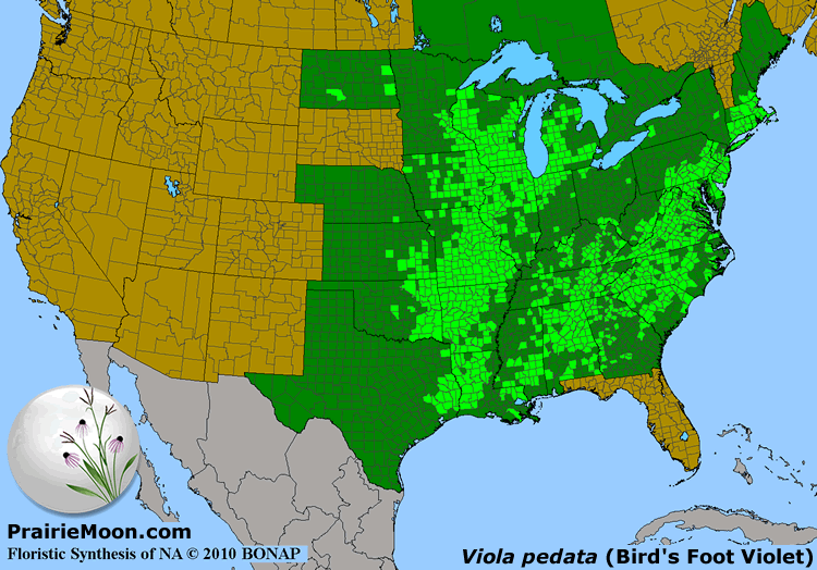 Prairie Moon Nursery :: Plants :: Bare Root Plants :: Viola pedata ...