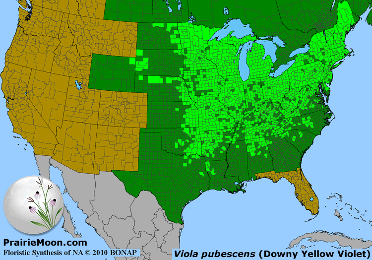 Prairie Moon Nursery :: Seeds :: Viola pubescens var. eriocarpa (Smooth ...