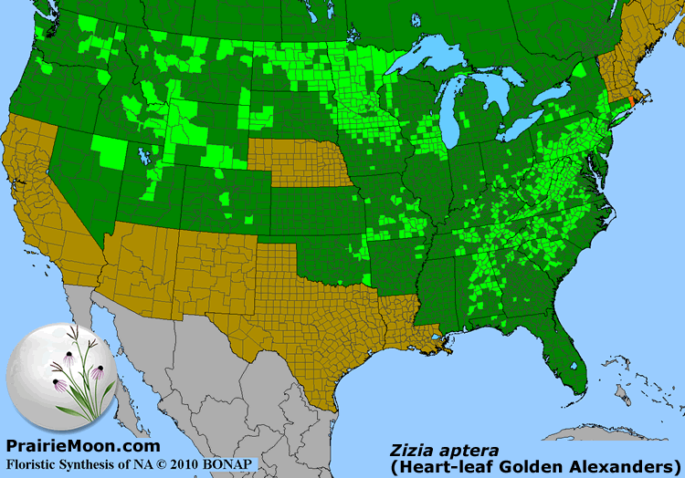 Prairie Moon Nursery :: Seeds :: Zizia aptera (Heart-leaf Golden ...
