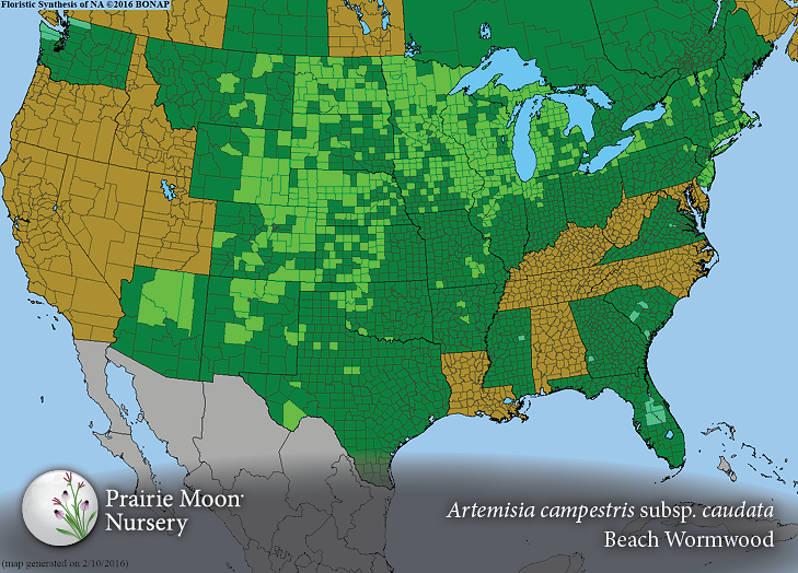 Prairie Moon Nursery :: Seeds :: Artemisia campestris subsp. caudata ...
