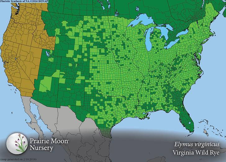Prairie Moon Nursery :: Seeds :: Elymus virginicus (Virginia Wild Rye)