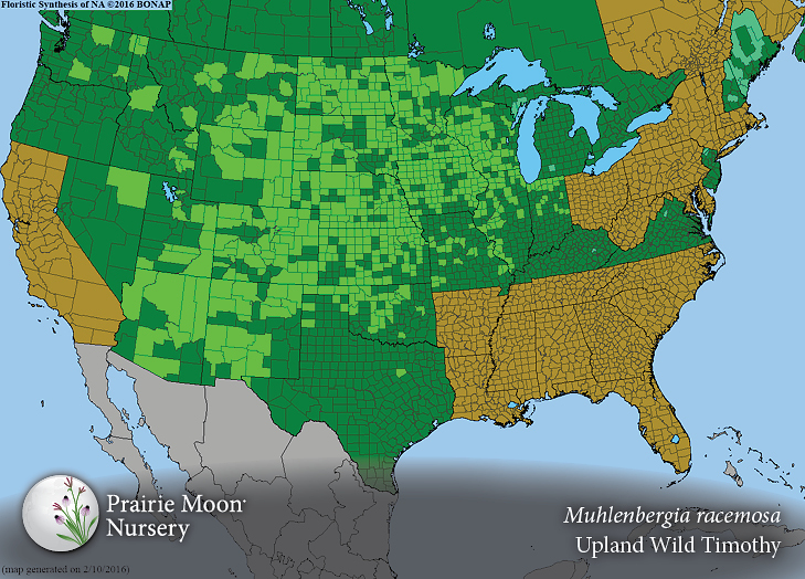 Prairie Moon Nursery :: Seeds :: Muhlenbergia racemosa (Upland Wild ...