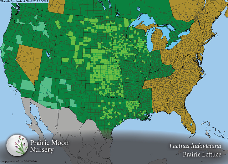 Prairie Moon Nursery :: Seeds :: Lactuca ludoviciana (Prairie Lettuce)