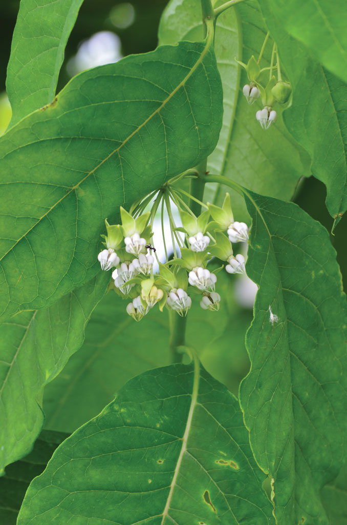 Asclepias exaltata Poke Milkweed | Prairie Moon Nursery