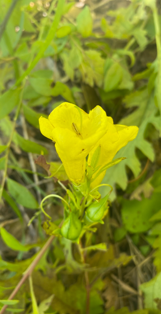 yellow foxglove flower