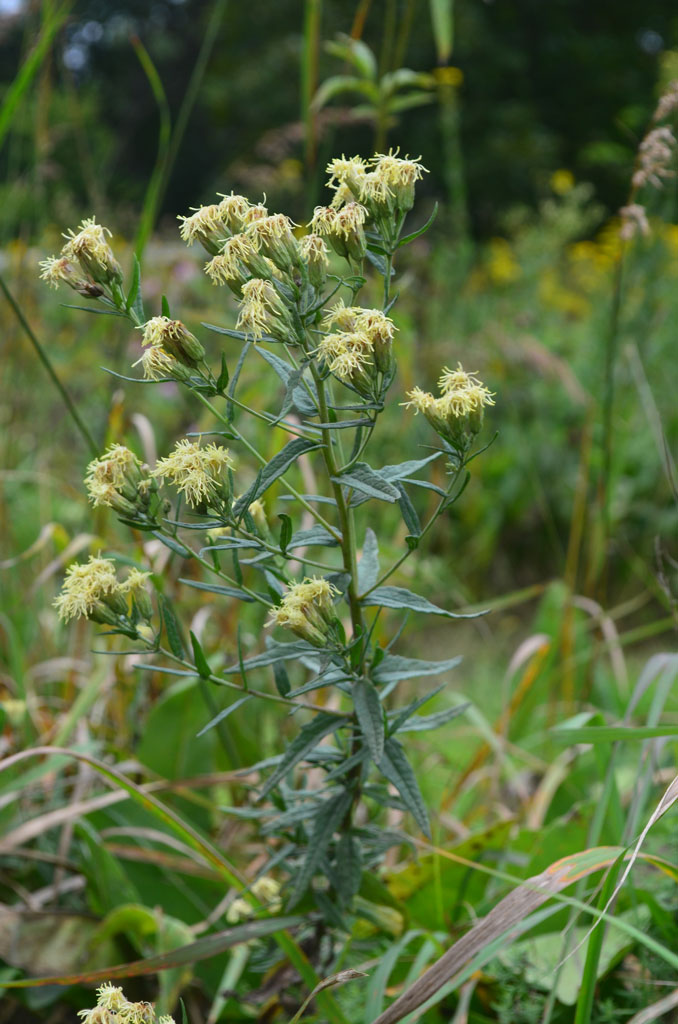 Brickellia eupatorioides False Boneset | Prairie Moon Nursery