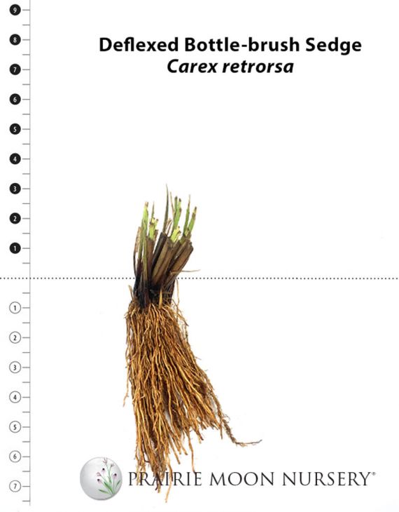 Carex rétroflexa