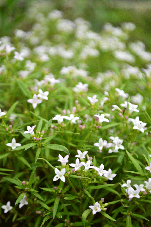 Shortgrass Dry Sand Prairie Seed Mix