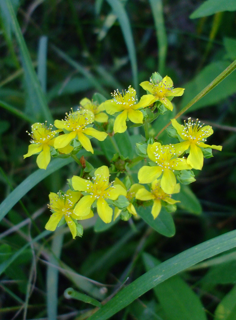 Hypericum Sphaerocarpum Round Fruited St Johns Wort Prairie Moon Nursery 