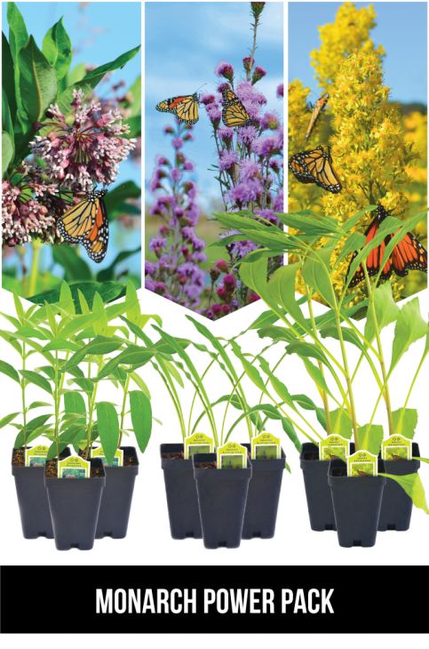 Monarch Pollinator Power Pack