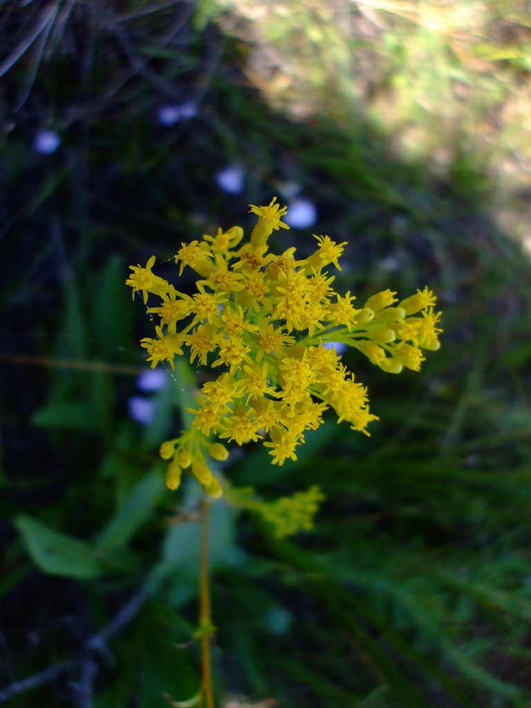 Oligoneuron ohioense Ohio Goldenrod | Prairie Moon Nursery