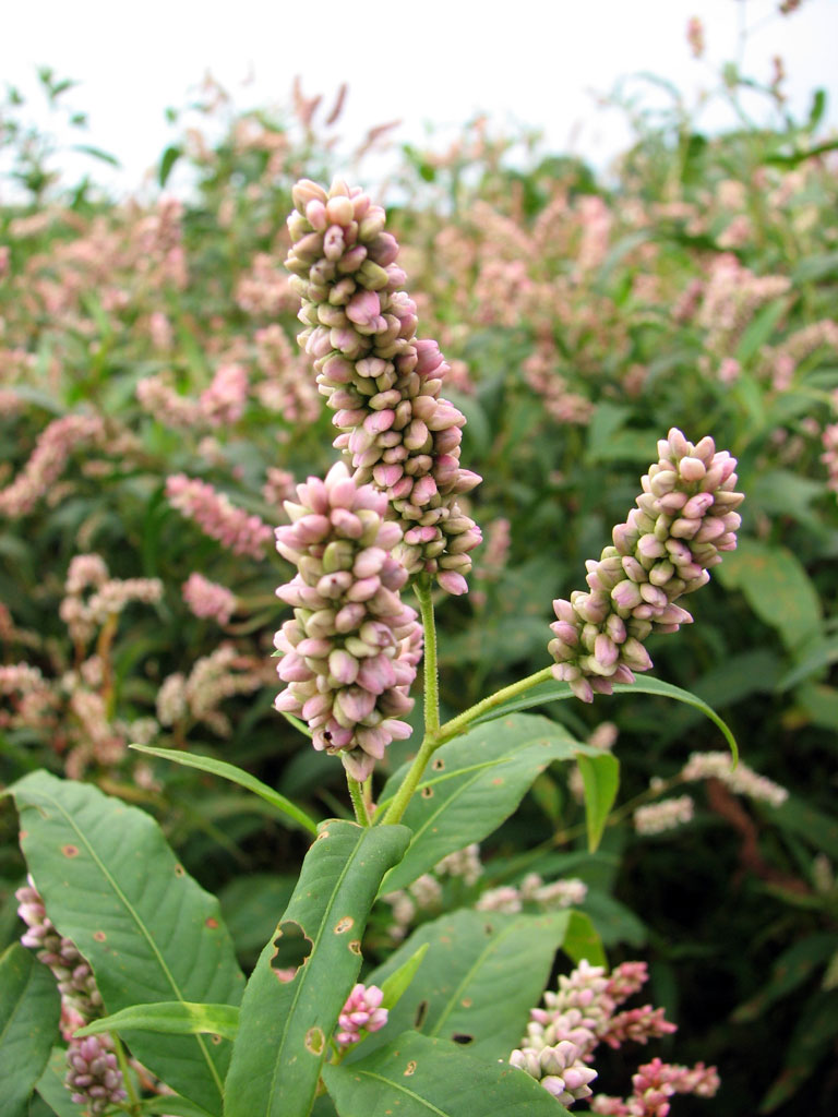 Persicaria pensylvanica Pinkweed | Prairie Moon Nursery