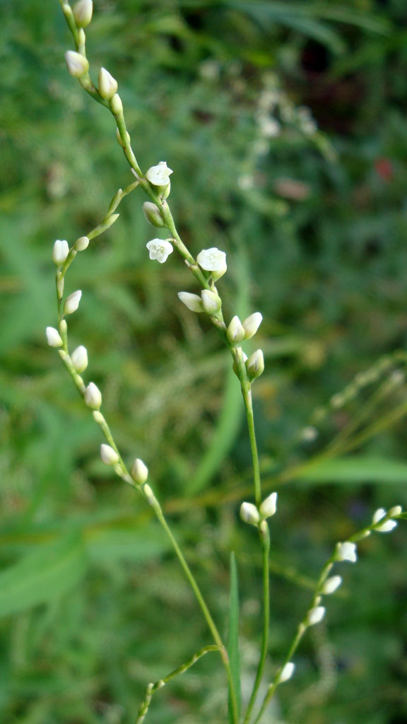 Persicaria punctata Smartweed | Prairie Moon Nursery