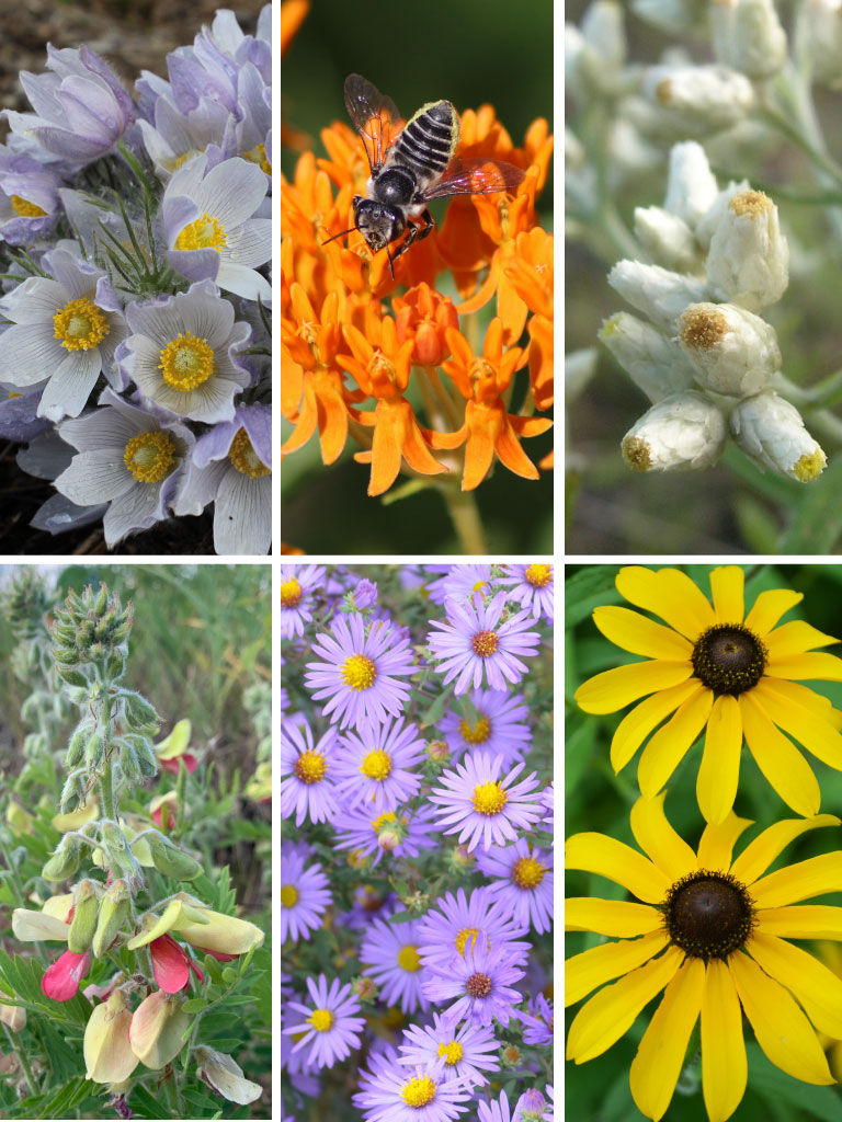 Seed Mix Enhancement for Drier Soils | Prairie Moon Nursery