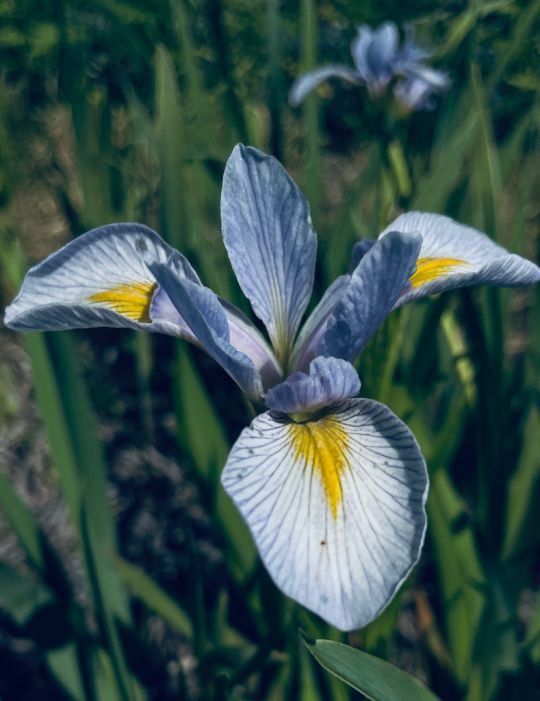 Iris Virginica Var Shrevei Southern Blue Flag Prairie Moon Nursery