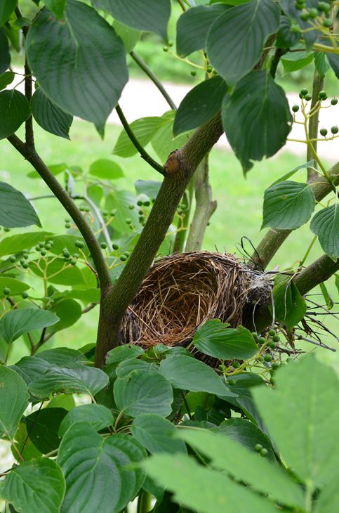 Native Plants for Nesting Birds: Top 12 Picks