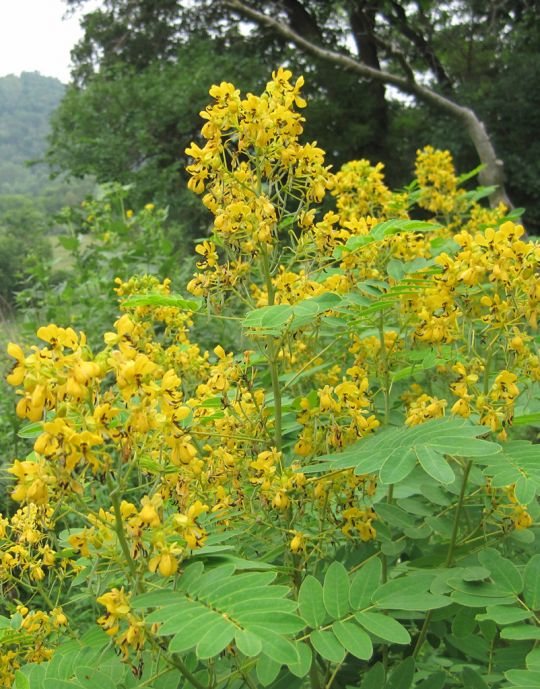 senna hebecarpa seed pods