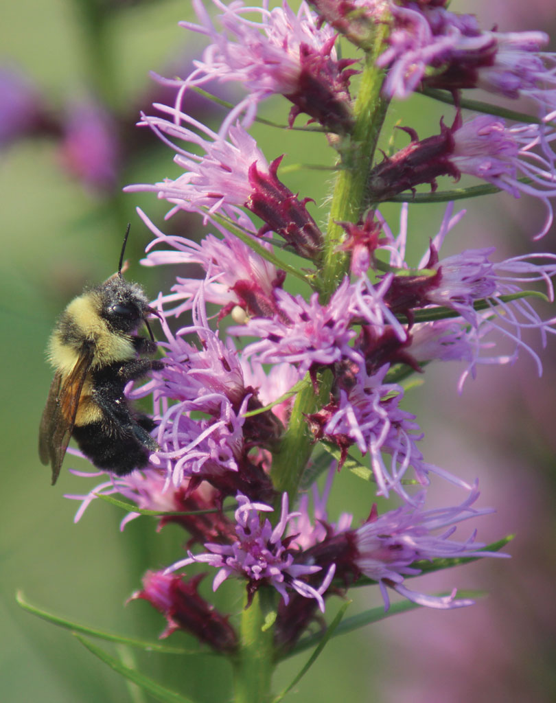 Liatris pycnostachya Prairie Blazing Star | Prairie Moon Nursery