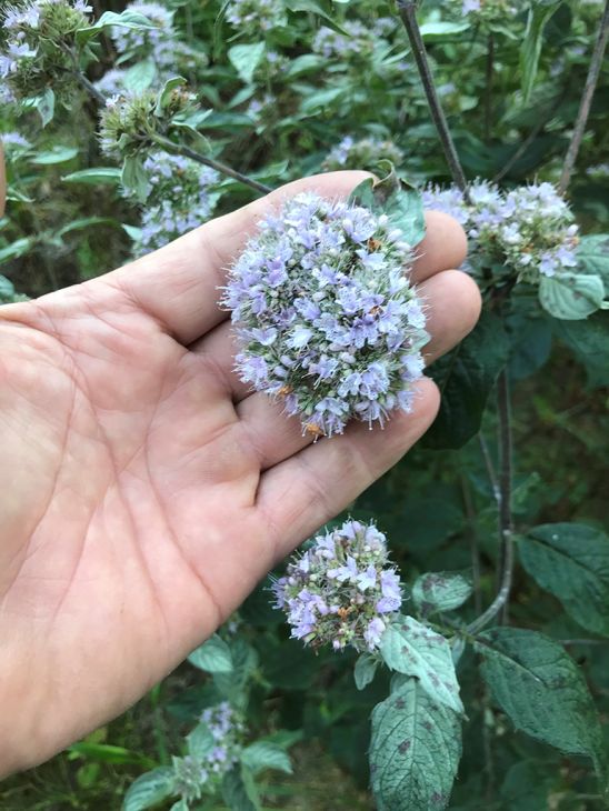 Buy Hoary Silver Leaf Mountain Mint, FREE SHIPPING