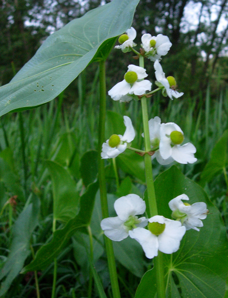 Tình yêu cây cỏ ĐV2 - Page 35 Sagittaria-latifolia-common-arrowhead-plant